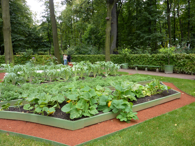 Photo of a carefully planned and tended vegetable garden surrounded by hedges and trees.  