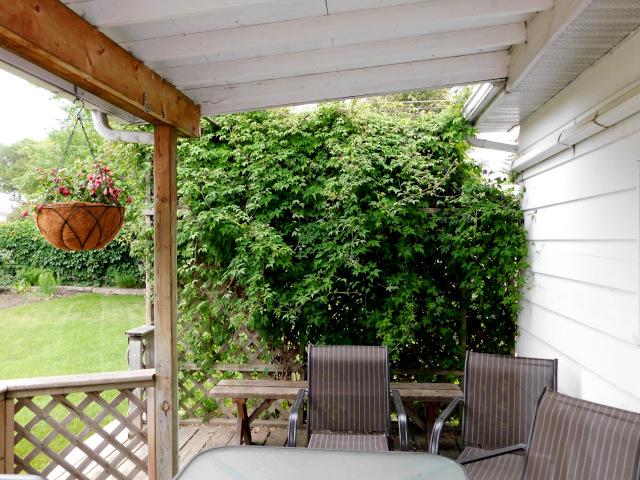 Photo of our patio, with a dense clematis vine along one side, one hanging pot of flowers and a couple of chairs and the edge of a table visible. 