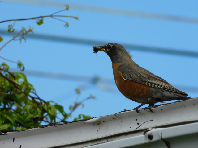 A robin sits on the eaves, a worm in its beak. Some foliage is visible at the edge of the photo. 