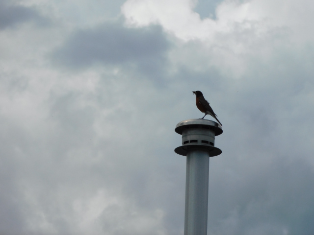 Photo of a robin, silhouetted, perched on a chimney. The sky, which takes up most of the space, is cloudy and shades of grey. 