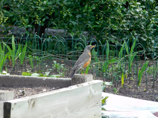 A robin stands on the edge of a raised bed in our garden. A worm dangles from his beak.