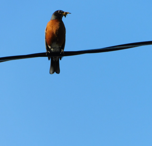 A robin on a dark wire, facing the camera so the red breast is highlighted. The rest of the photo is clear blue sky. 