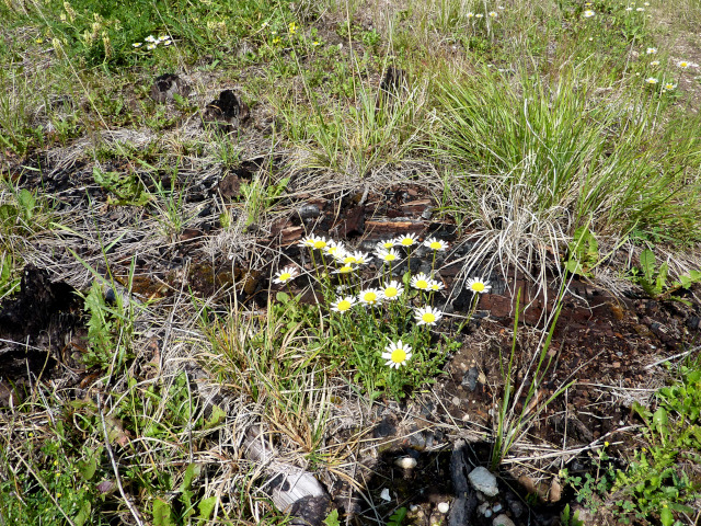 A few white, yellow-centered daisies in the midst of the remains of decayed trees.