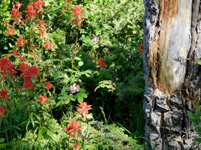 Photo of bright red paintbrush flowers next to a dead tree.
