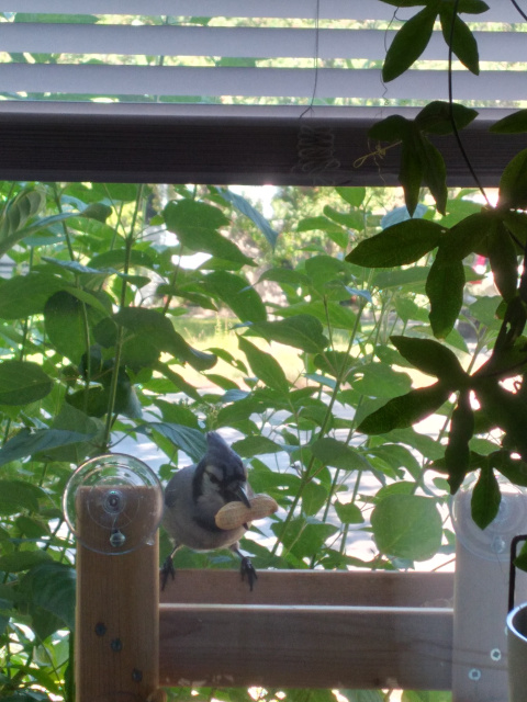 photo of blue jay, peanut in beak, sitting on a bird feeder attached to a window.