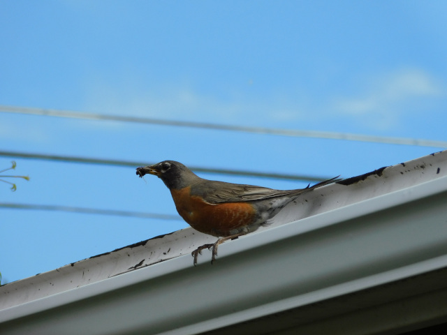photo of robin against the sky.