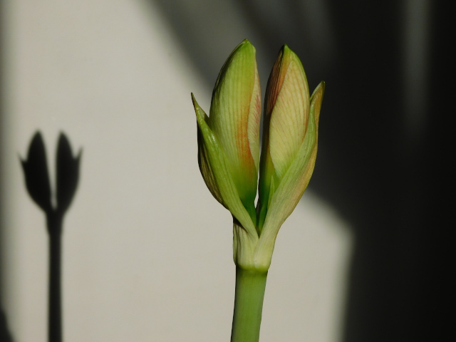 The same amaryllis bud, now dividing into two and its shadow is clear on the wall behind it.
