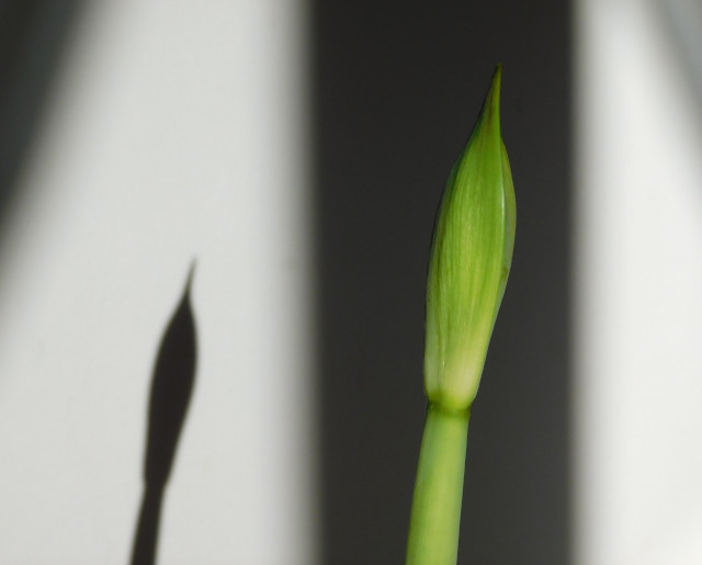 A single amaryllis bud in early stage. The background is a white wall with dark shadows.
