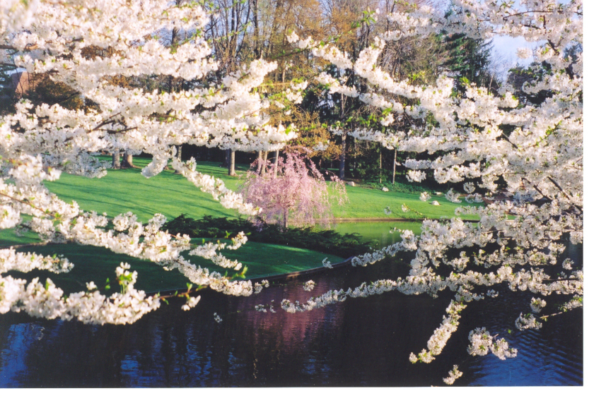Photo of a small pond (lower foreground) with branches of flowering white trees taking up most of the photo. In the centre background is a small pink flowering tree against lush green lawn. 
