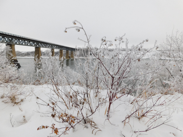 Winter photo of a river bank and a steel bridge. Shrubs are covered with hoarfrost.