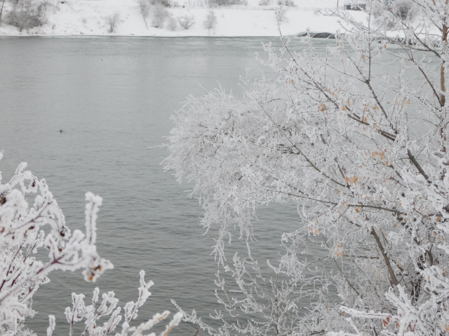 Winter photo of river with frost-covered shrubs on the bank.