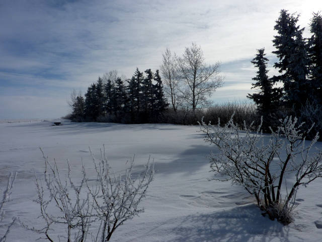Winter scene with a partly cloudy sky. Dark evergreens throw black shadows onto the snow. It is a country scene with no sign of human habitation except for a barely discernible wooden picnic table. 